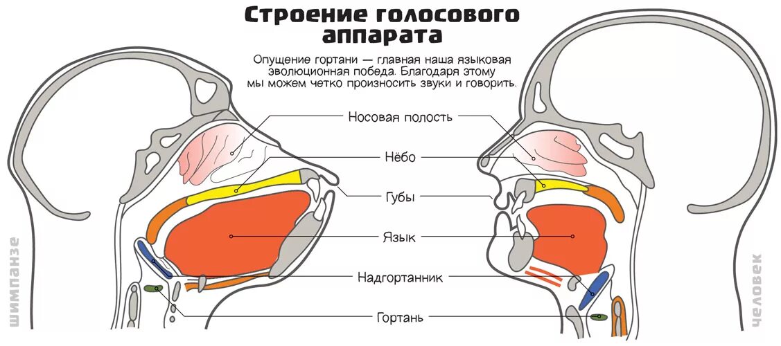 Структура голосового аппарата гортани. Строение гортани вокал. Строение голосового аппарата. Схема голосового аппарата человека.