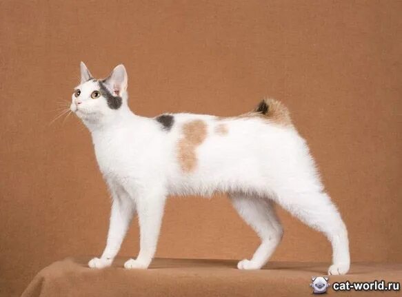 Рассмотрите фотографию кошки породы японский бобтейл. Японский бобтейл. Японский бобтейл кошка. "Японский бобтейл" Калико. Японский бобтейл длинношёрстный.