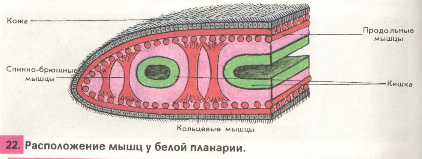 Какая ткань у плоских червей. Кожно-мускульный мешок у плоских червей. Кожно-мускульный мускульный мешок планарии. Строение кожно мускульного мешка планарии. Плоские черви строение кожно мускульного мешка.