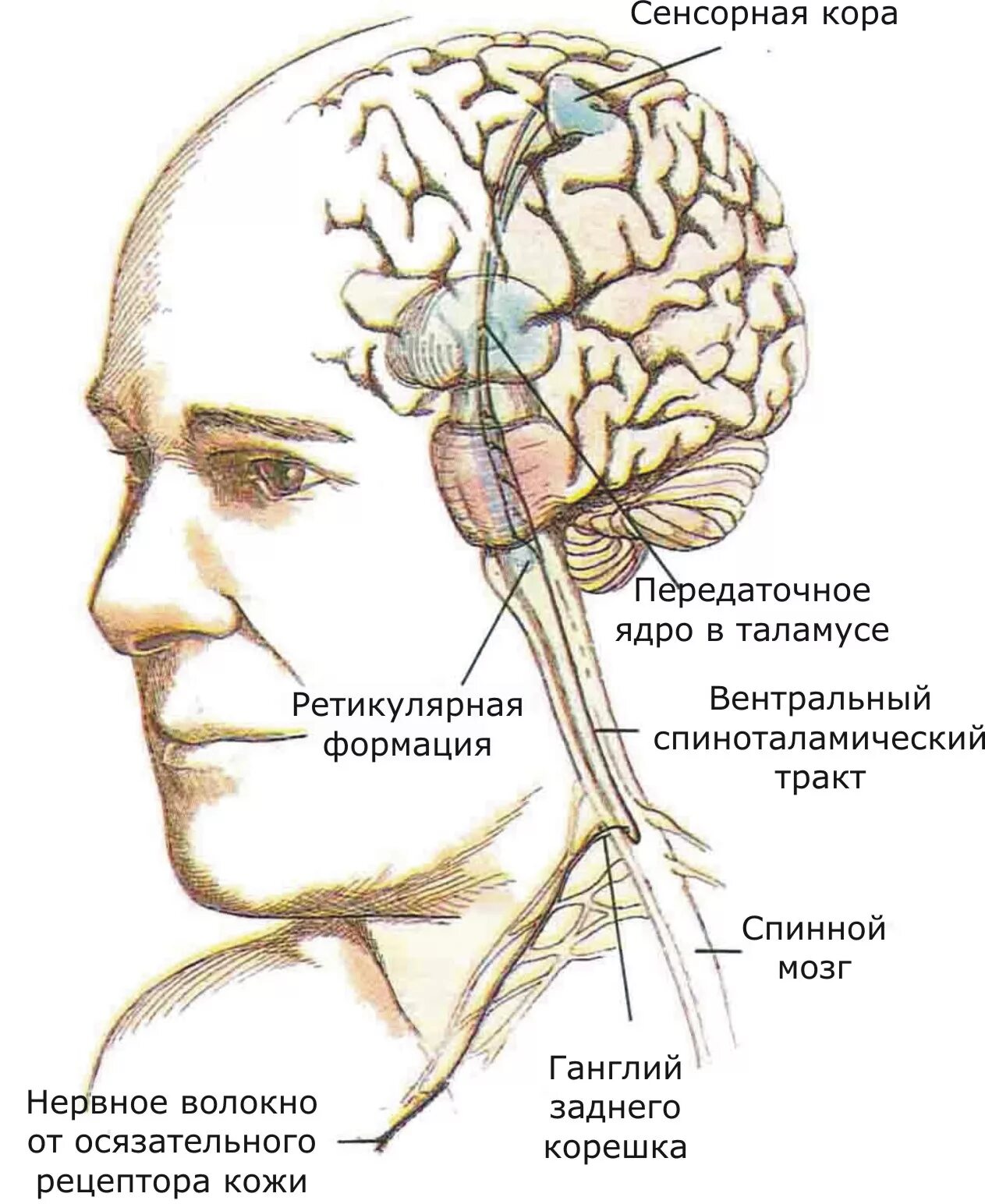 Сенсорные зоны коры больших