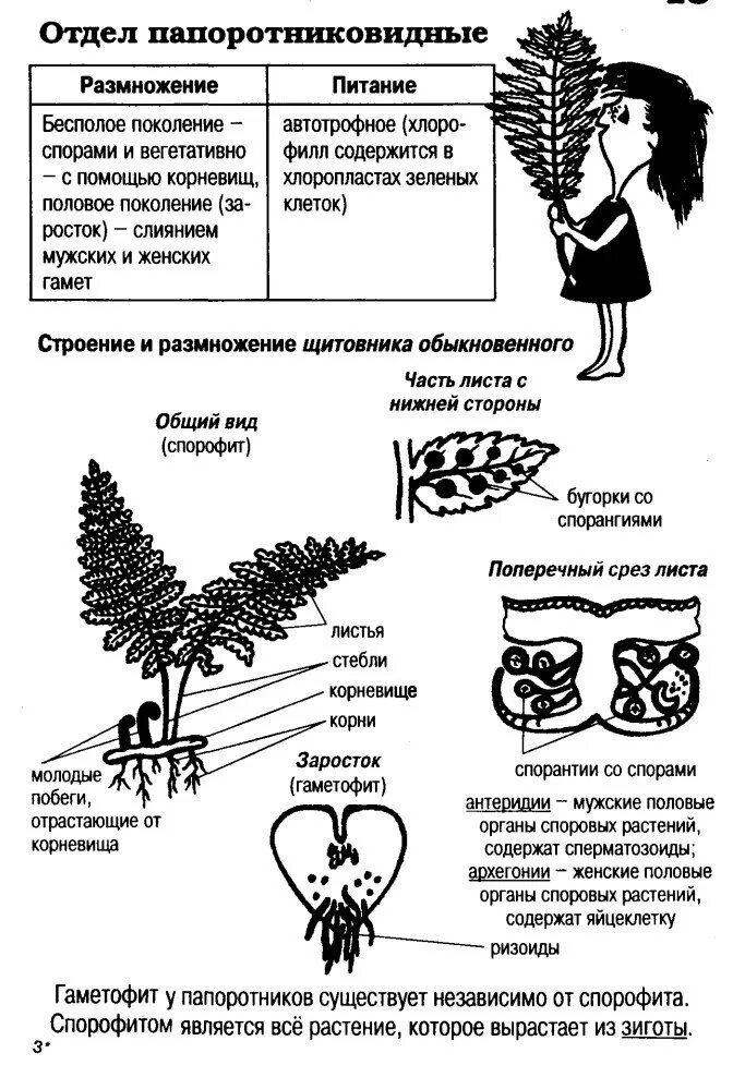 Папоротники строение и размножение. Размножение папоротников схема ЕГЭ. Отдел Папоротниковидные размножение. Отдел Папоротниковидные размножение питание. Функция гаметофита папоротников