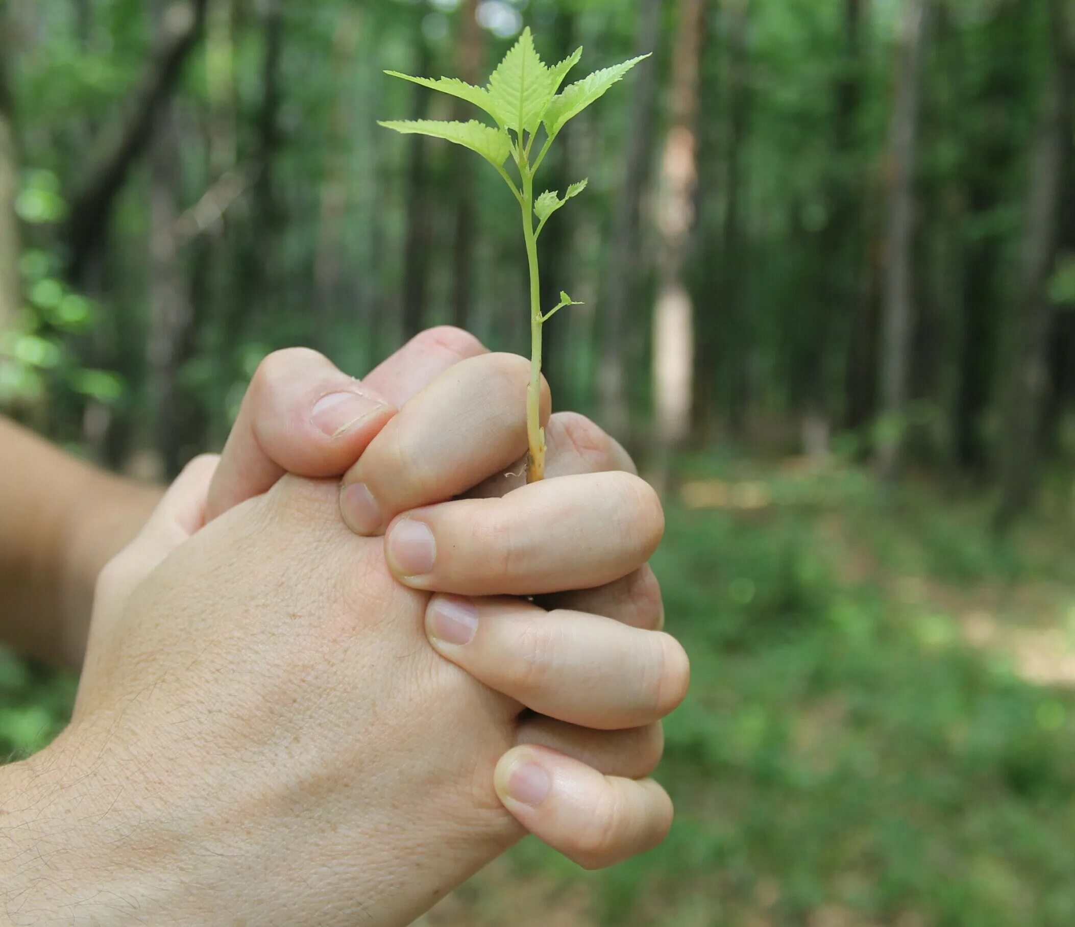 Растение в руках. Растение в ладонях. Дерево в руках. Природа в руках. Be close to nature