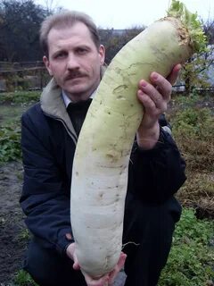 Дайкон что это за овощ польза