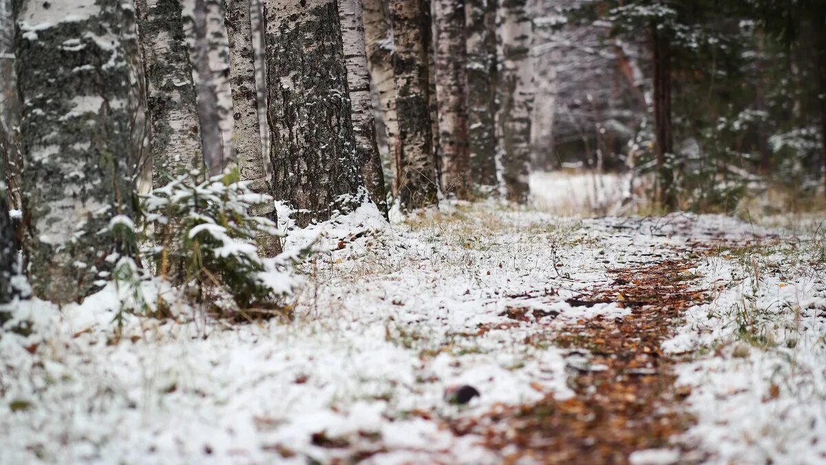 дорожку к дому твоему усыпал снег холодной. снеготаяние дорожек. засыпанные снегом поля просторные. винтер гарден. зимний город.