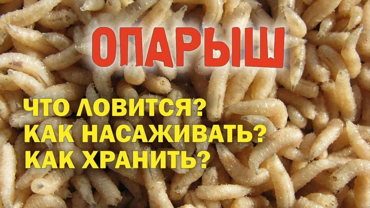 Как сохранить опарыша для рыбалки. Насадка опарыша. как насадить опарыша.