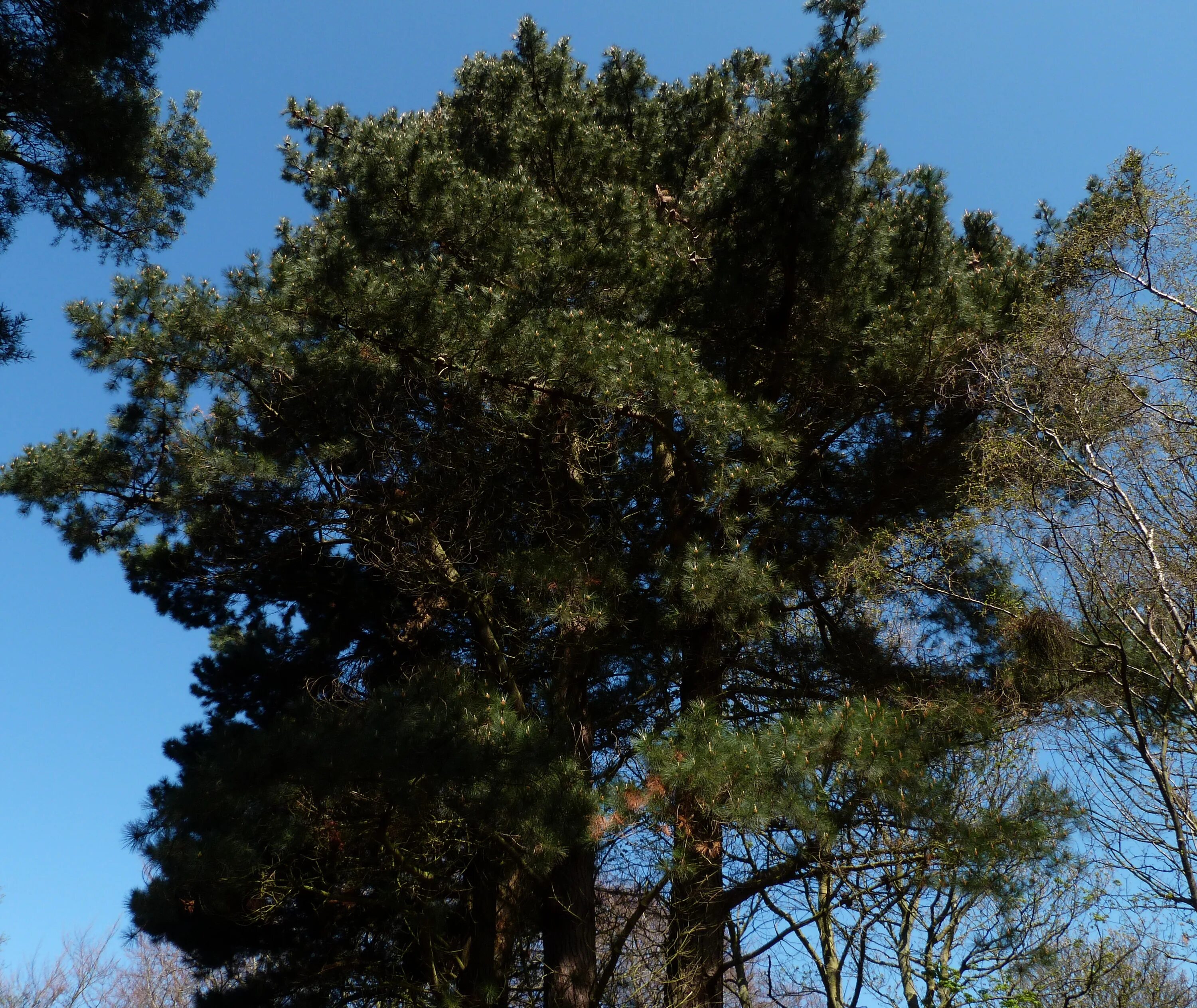 Сосна Лучистая. Pinus Radiata. Сосна Лучистая и сосна утонченная.