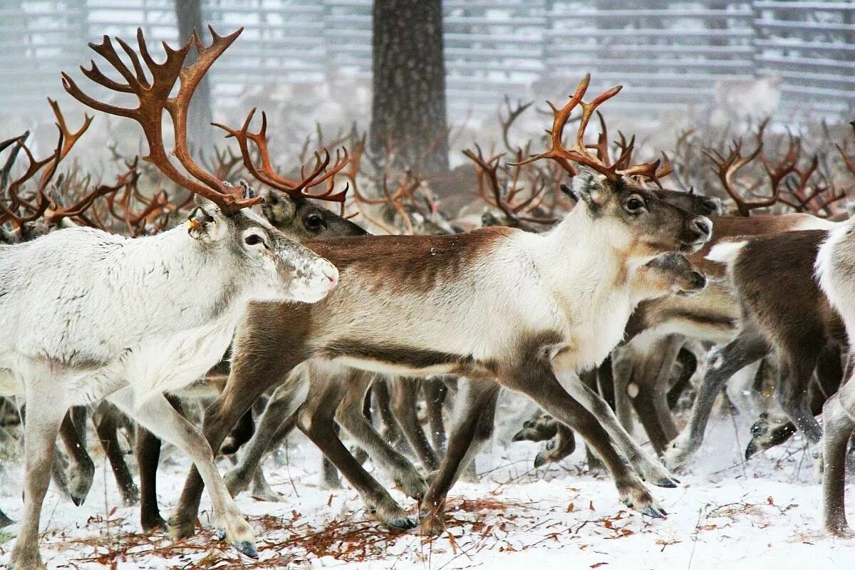 Олениха Северного оленя. Самка Северного оленя. Северный олень с олененком.