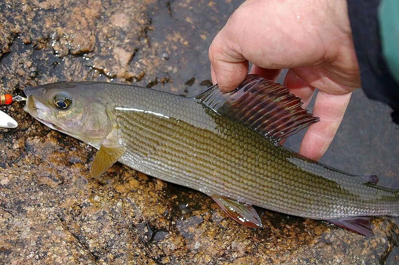 Лов хариуса. Сибирский хариус. Сибирский Байкальский хариус. Хариус рыба. Хариус восточносибирский.