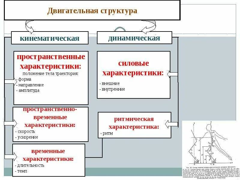 Пространственно временные параметры движений. Динамическая структура движения. пространственные временные и динамические характеристики. кинематическая структура движения. параметры динамическая структура движения.