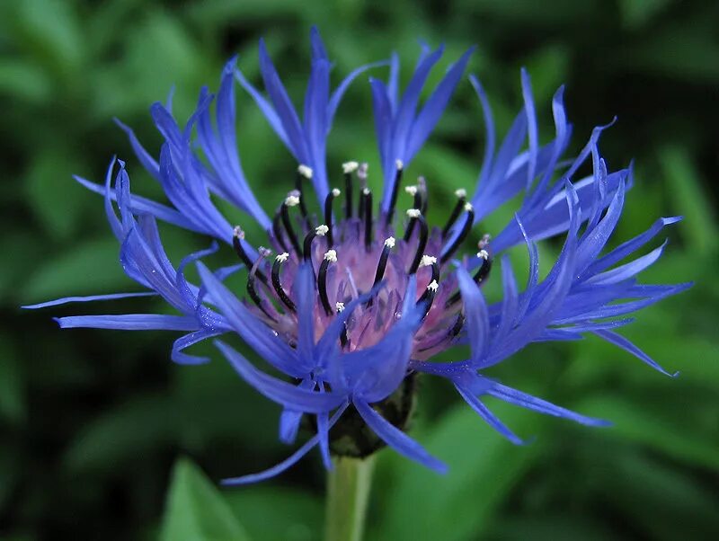 Василек Рейнский. Василек гребенчатый. Многолетние васильки (Centaurea). Многолетний Василек садовый синий. Тип василька