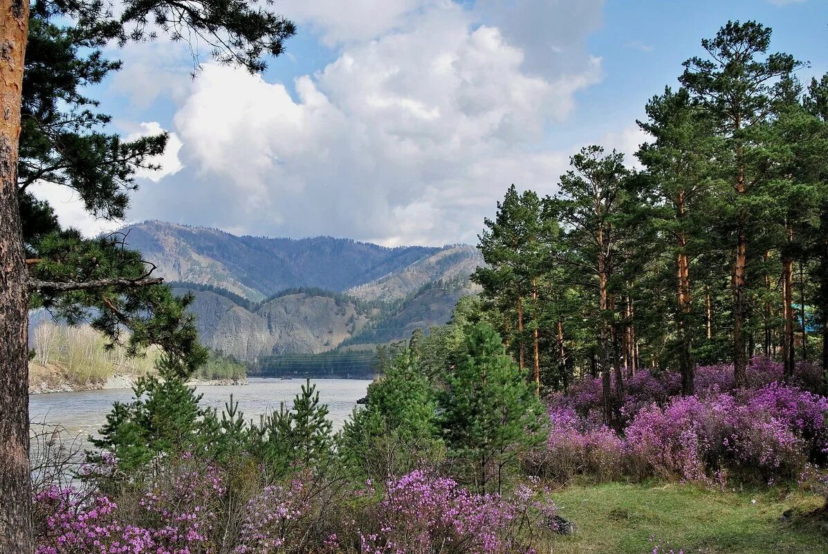 Алтай забайкальский край. Природа Забайкальского края багульник. Амурская область сопки багульник. Горный Алтай маральник Тайга. Забайкальский край багульник сопки.