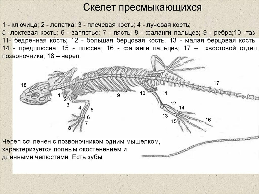 Строение скелета ящерицы 7 класс по биологии. Скелет пресмыкающихся. Скелет рептилий. Строение скелета пресмыкающихся.