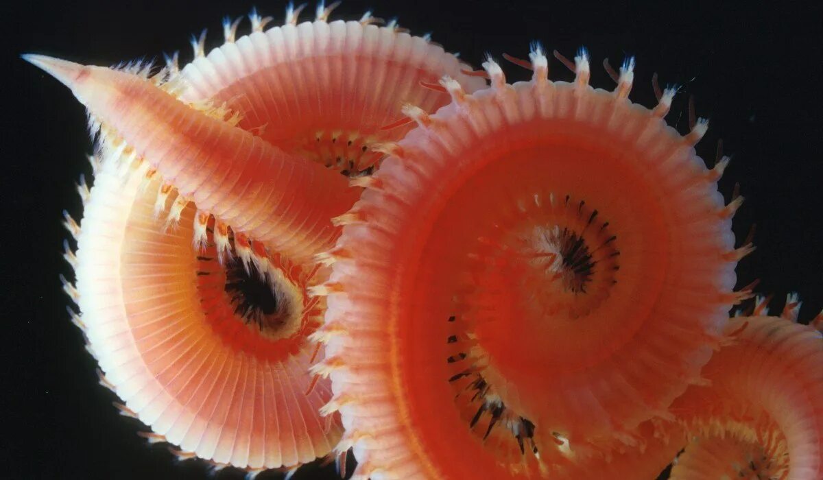 Морские многощетинковые черви. Phylum Annelida. Многощетинковые кольчатые черви. Морской кольчатый червь.
