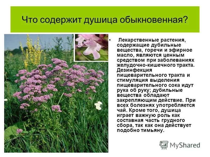 Душица полезные свойства. Душица обыкновенная. Душица значение для человека. Душица обыкновенная паспорт растения. Душица значение для человека.