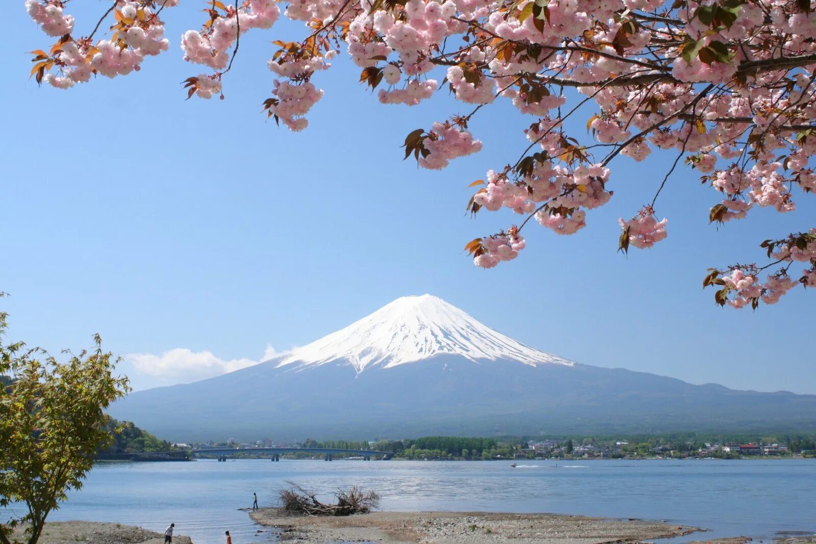 Гора Фудзияма в Японии. Япония гора Фудзияма и Сакура. Гора Фудзи и Сакура. Киото Фудзияма. Сакура остров