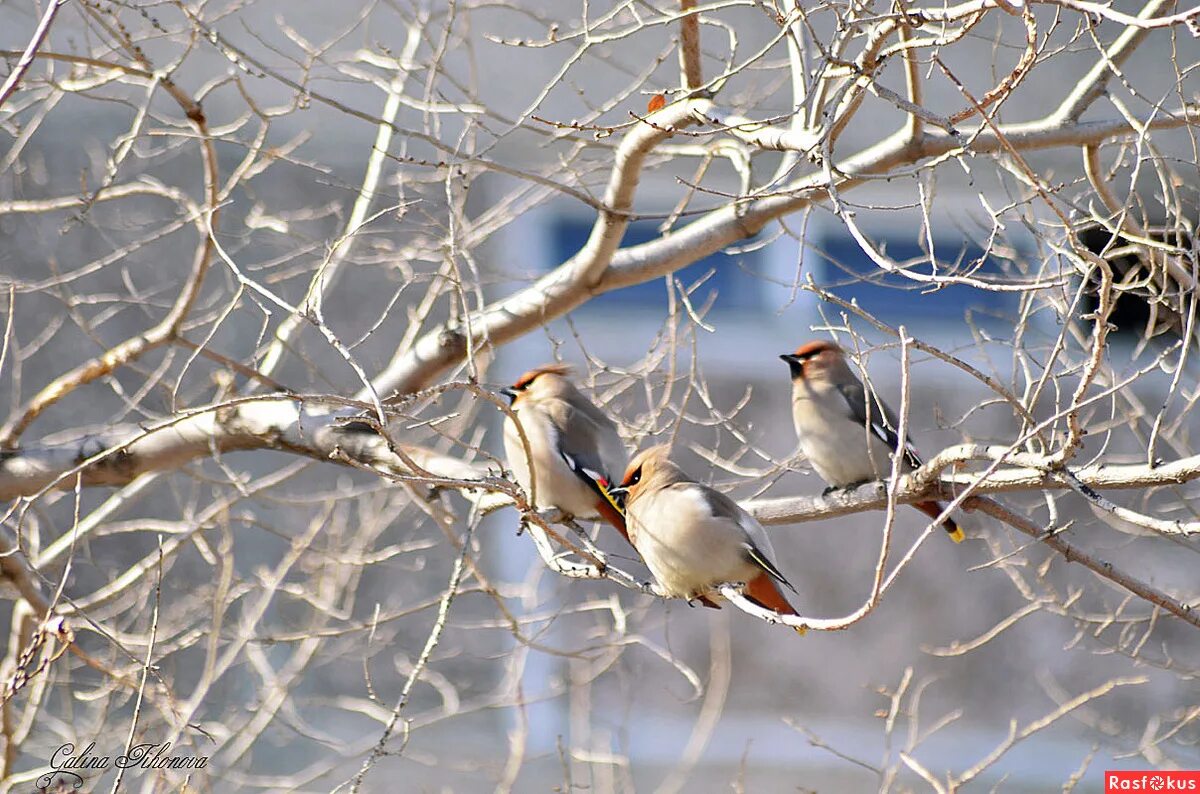 Японская белоглазка. Птицы прилетели. Птички в марте. Лазоревка зимующая птица. Птички в марте.