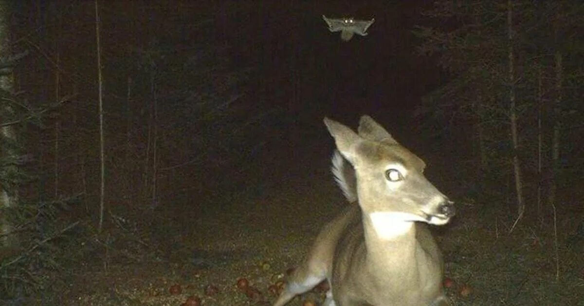 Ночная съемка в лесу звери. Кадры с фотоловушек в лесу. Ночь лес звери. Ночные снимки в лесу животных