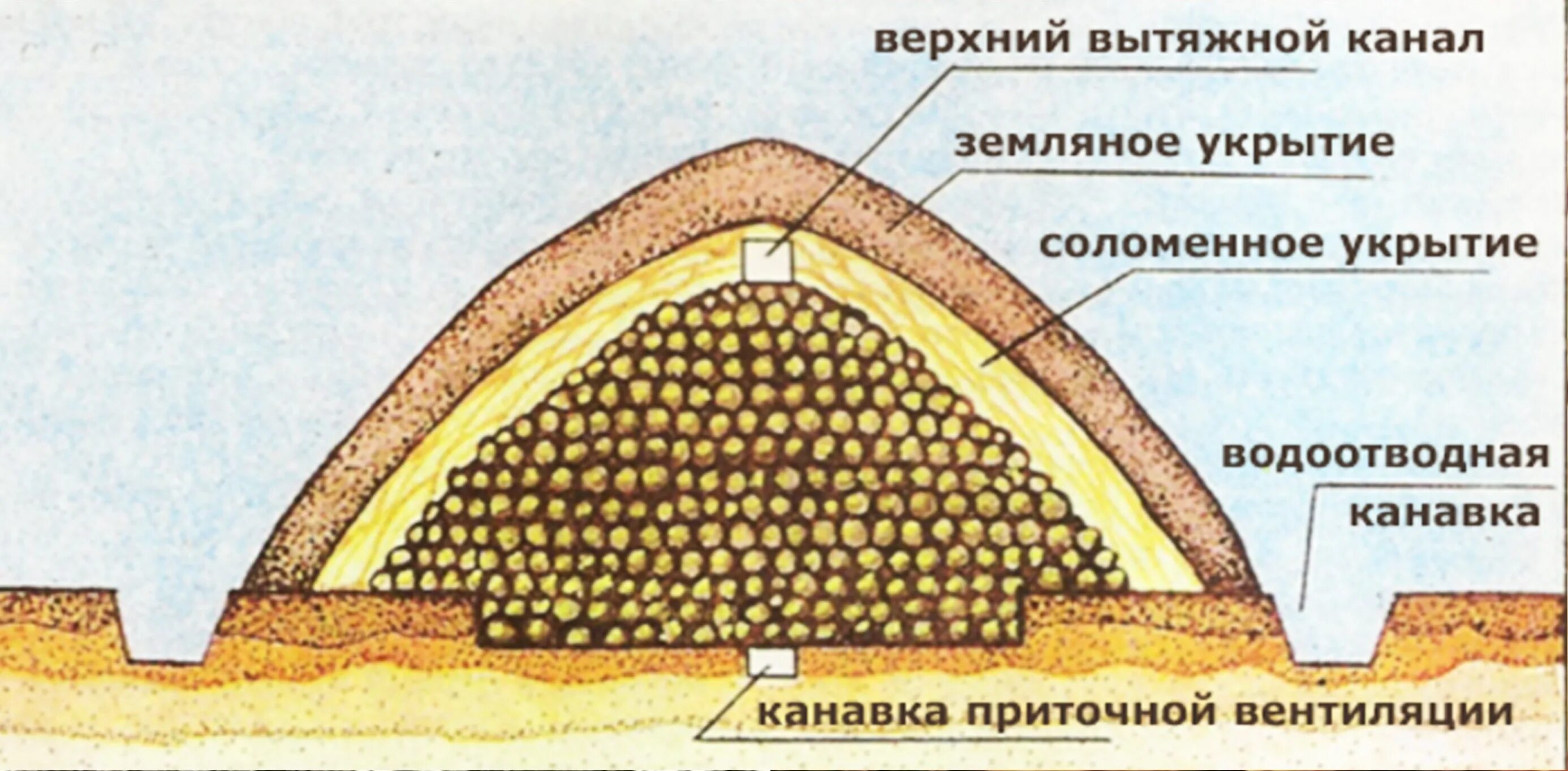 Хранение картофеля зимой. Хранение моркови в буртах и траншеях. сохранность картофеля в буртах. хранение картофеля в буртах и траншеях. схема бурта для хранения картофеля.