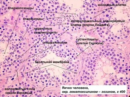 Клетки извитых канальцев