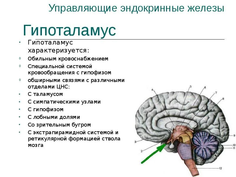 Таламус гипоталамус гипофиз. Эндокринные железы гипоталамус. Гипоталамус на схеме мозга. Расположение гипофиза в головном мозге.