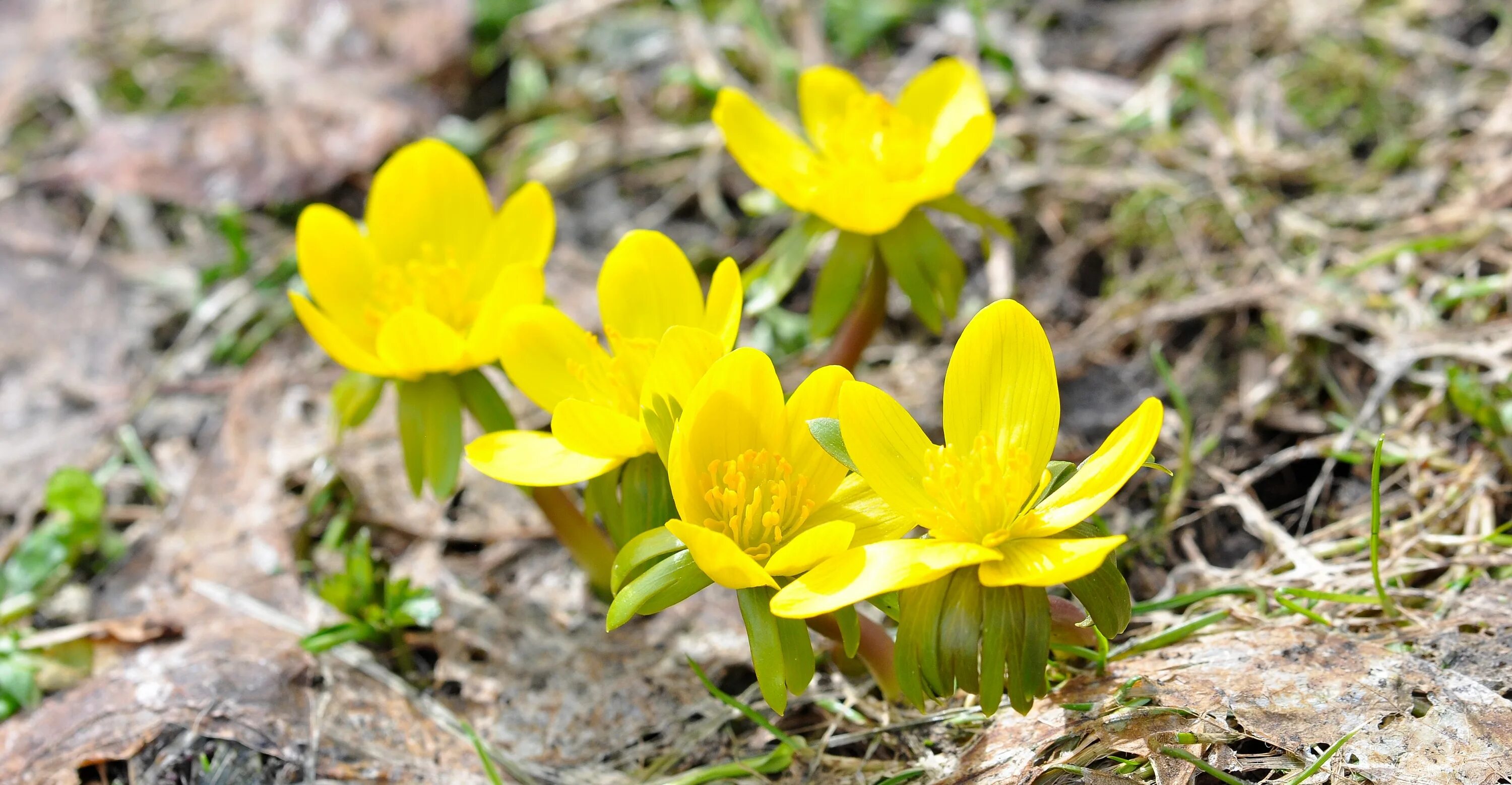 Ранние желтые цветочки. Желтые цветочки ранние весенние. Растения зацветающие ранней весной. Дикие подснежники желтые. Желтые ранние цветы в Крыму.