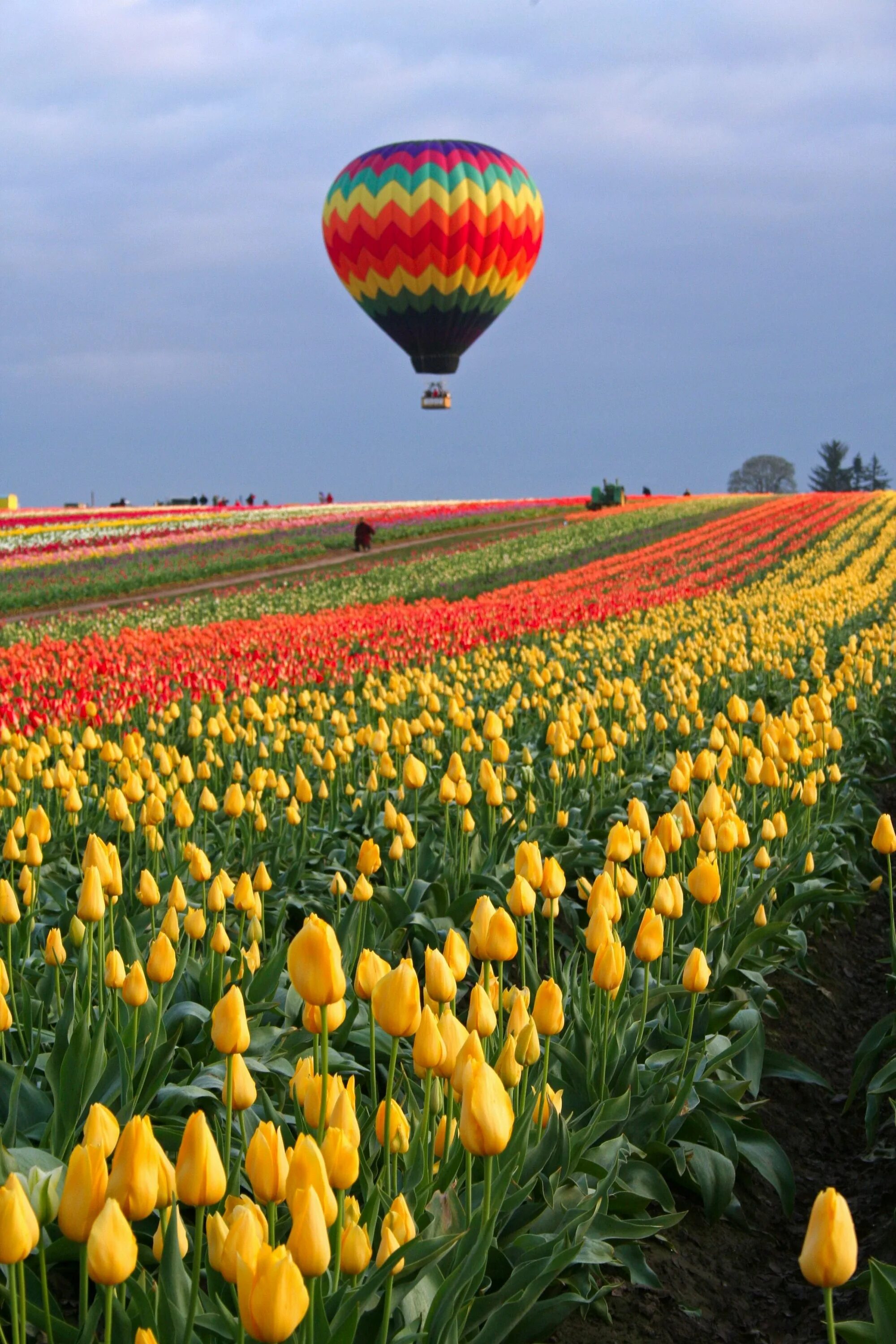 Где тюльпановые поля. Тюльпановые поля в Голландии. Тюльпановые поля в Голландии фото. Тюльпановые поля в Германии. Тюльпановые поля Нидерланды фотосессия.