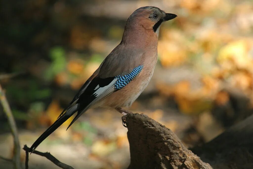 дикая утка каменушка. птица семейства 9. птица 8 букв. разноклювая гуйя. кукушковый шилоклювый дятел.