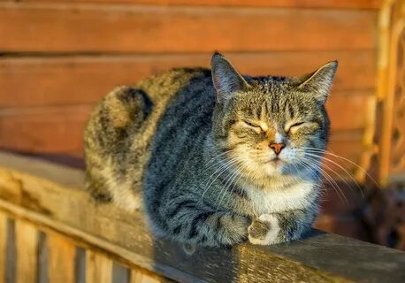 Кота в дом новгород