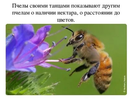 Биология 6 класс пчела