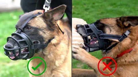 Muzzle destroy