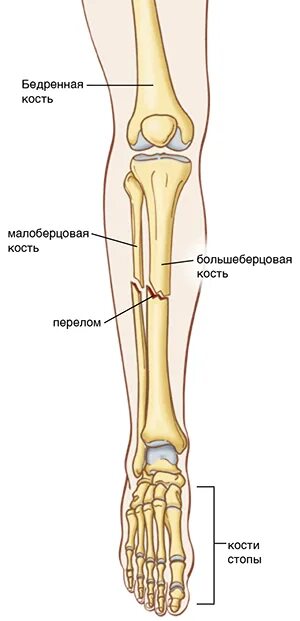 Большеберцовая кость анатомия перелом. Tibia Fibula кости. Большеберцовая кость анатомия. Бедренная и большеберцовая кость.