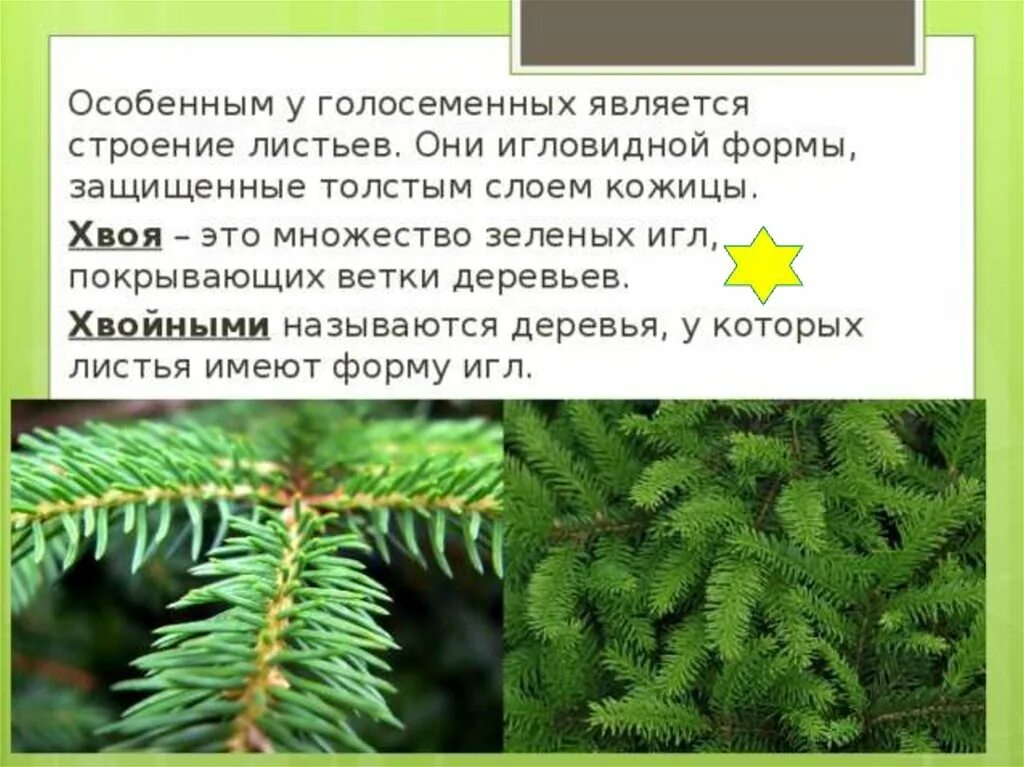 Хвойные имеют. Хвоя голосеменных растений. Голосеменные ель обыкновенная. Хвойные Голосеменные растения 5 класс биология. Строение голосеменных.