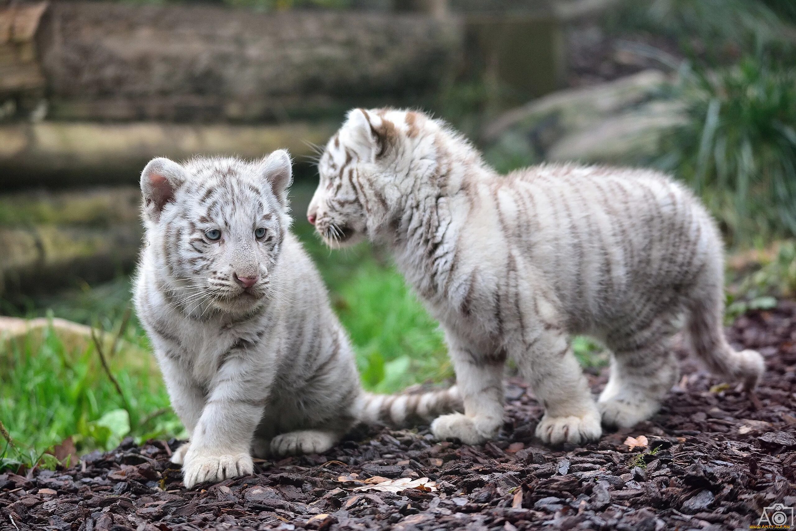 Жи вотные. Бенгальский тигр альбинос. Амурский тигр белый. Амурский тигр белый Тигрёнок. Белый тигр животное детеныш.