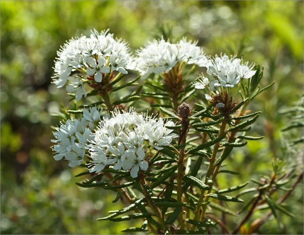 Багульник подбел. Багульник болотный. Багульник болотный (Ledum palustre). Цветы багульника болотного. Трава багульника болотного