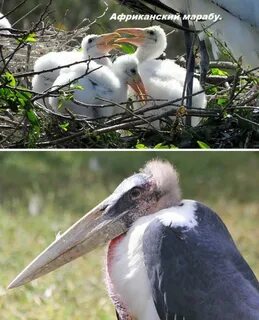 Country birds