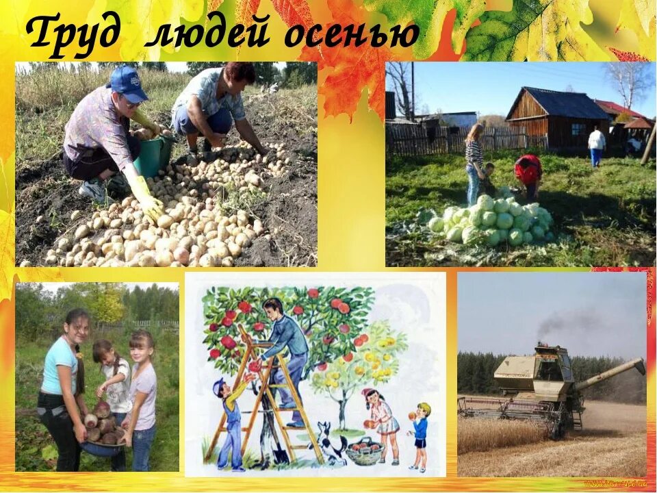 Труд людей осенью. Чем занимаются люди осенью в саду и огороде. Чем занимаются люди осенью в доме. Детские стишки про урожай. Уборка дворов весной.