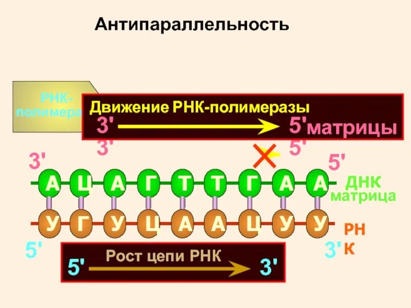 Матричная цепь ДНК 3'-5. Биология задачи на ДНК. Цепочка РНК. Биология ДНК И РНК задачи.