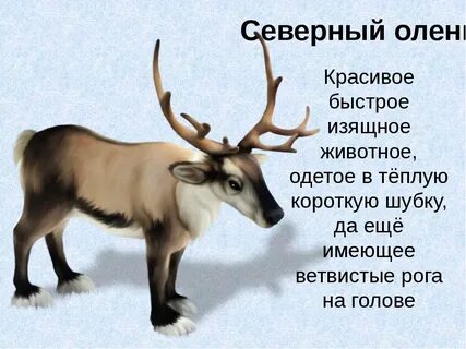 Северный олень слова