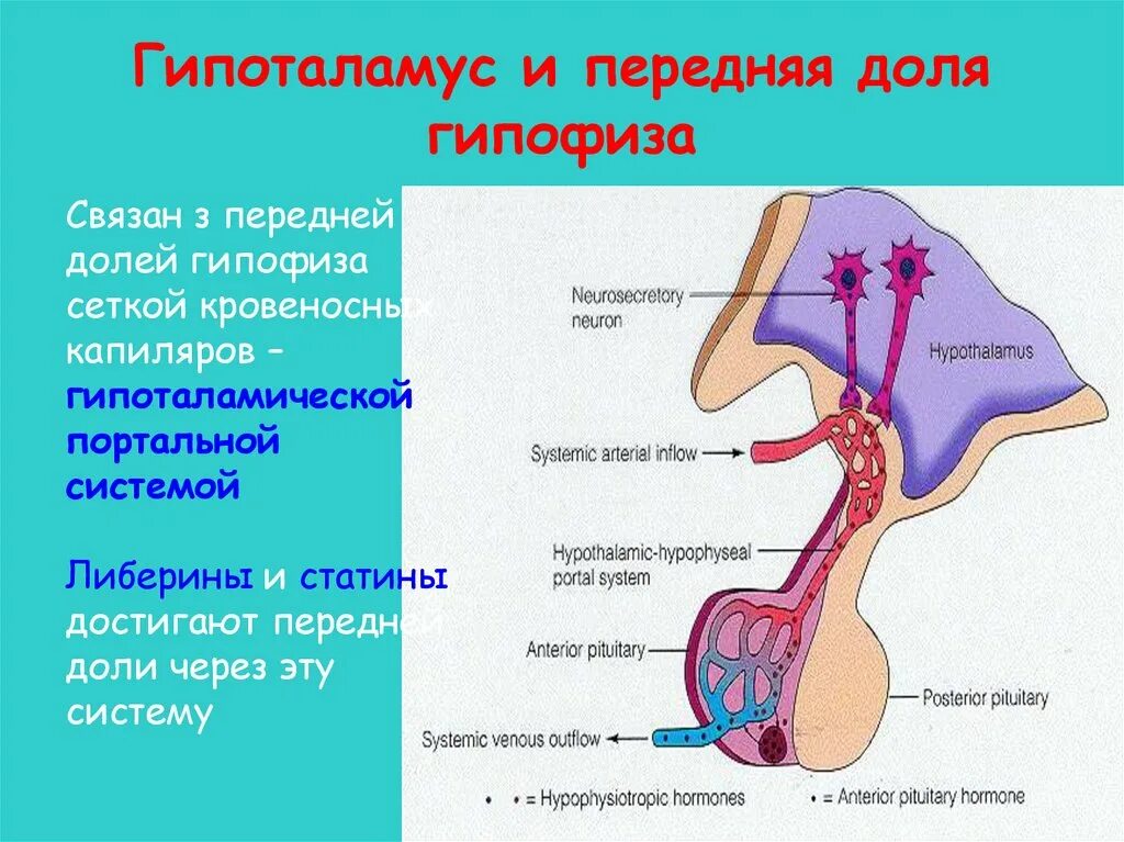 Гипофиз кровеносная система. Гипоталамус и гипофиз. Заболевания задней доли гипофиза.