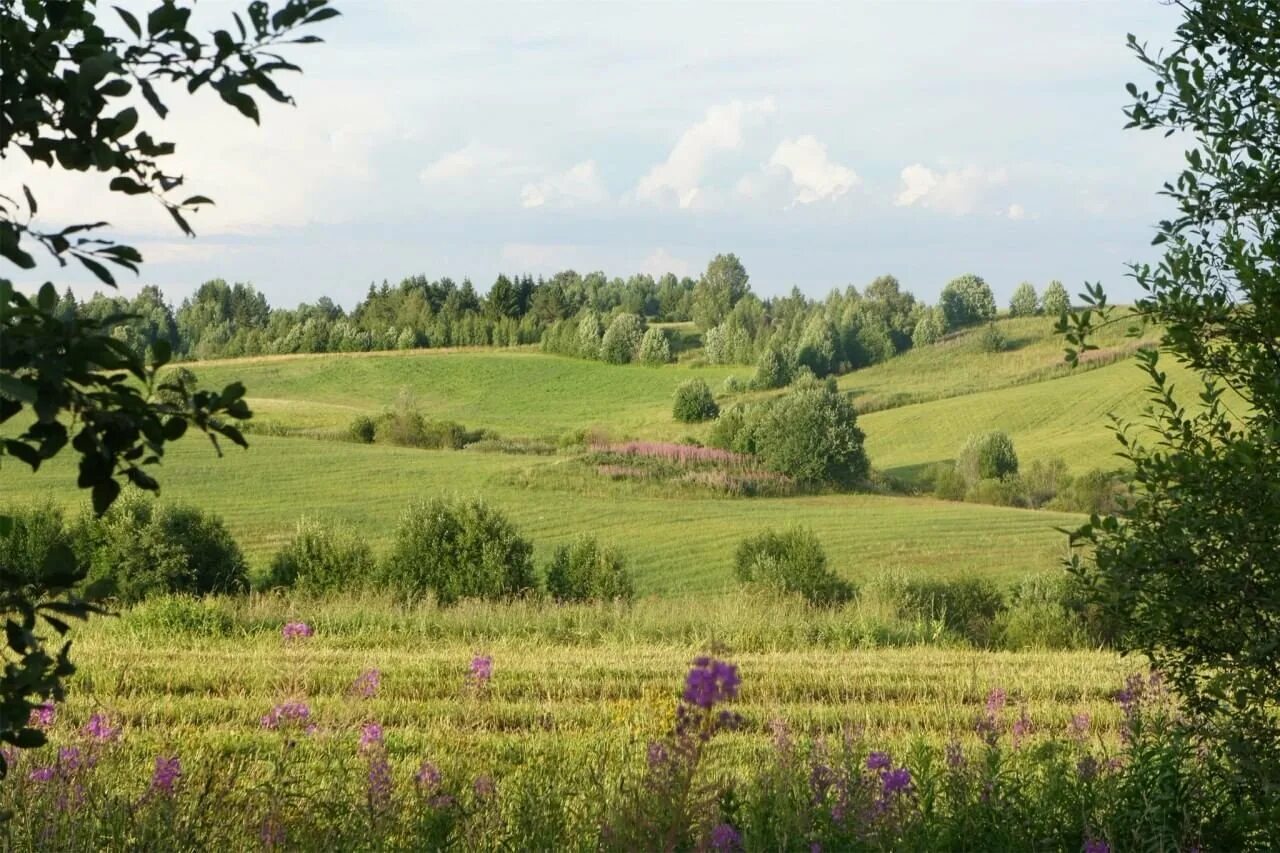 Родные перелески. Холмы перелески Луга. Родные просторы Пушгоры. Природа России. Пейзажи России.