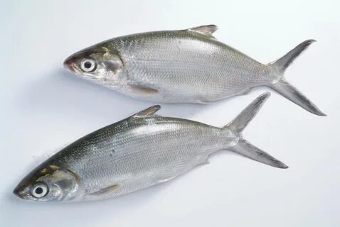 Milk fish