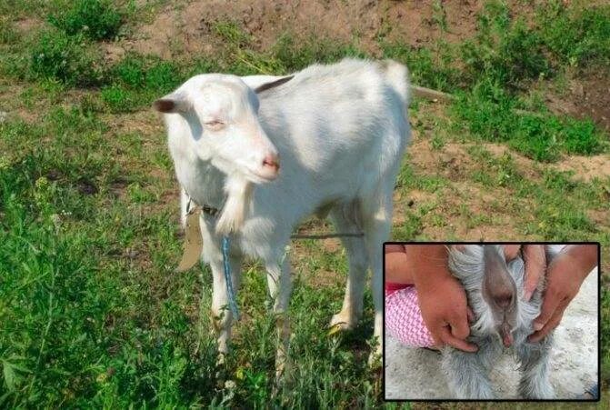 Коза козел козленок. Сколько месяцев беременна коза