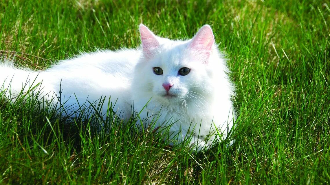 Лесная ангора кошка. Норвежский лесной кот. Норвежский лесной белый кот. Норвежская белая кошка. Норвежская лесная кошка (скогкэт).