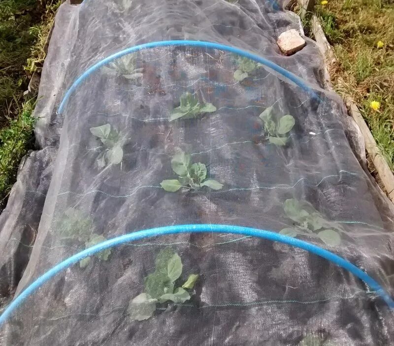 капуста капуста пекинская фиолетовая сады азии. защита капусты от бабочек сеткой. надо ли закрывать капусту. рассада капусты на грядке в бутылках. надо ли закрывать капусту.