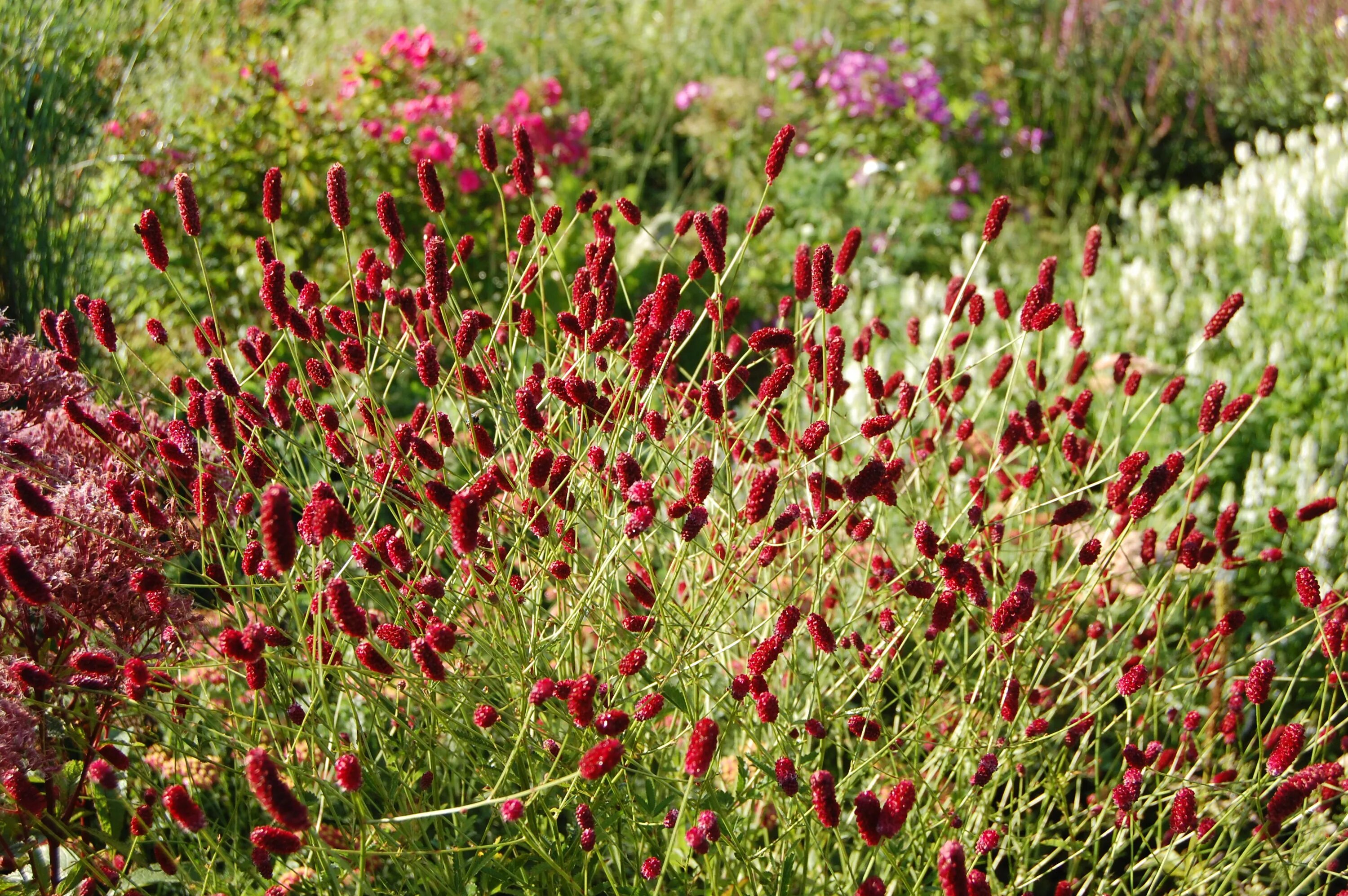 Кровохлебка officinalis ’Tanna’. Кровохлебка Sanguisorba. Кровохлебка лекарственная Sanguisorba officinalis Red Thunder. Кровохлебка ред Сансет.