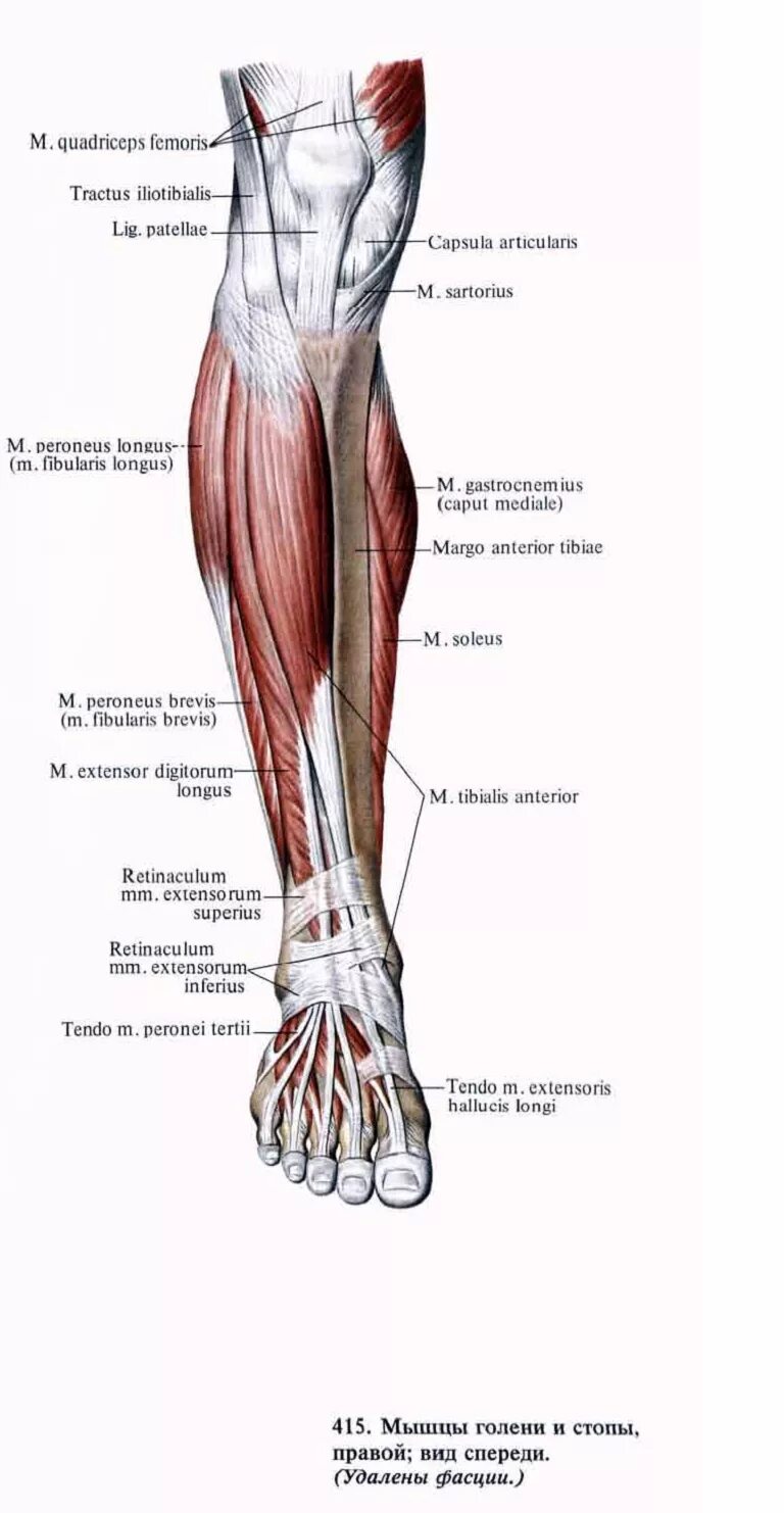 Анатомия мышц голени передняя группа. Мышцы правой голени вид сбоку. Мышцы голени наружная поверхность анатомия. Строение мышц голени спереди.
