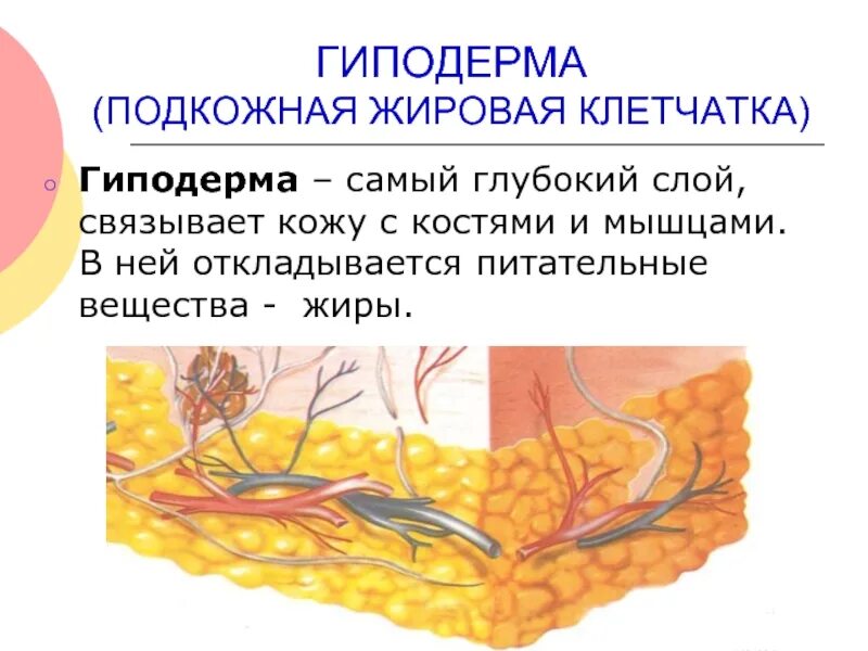 Подкожная клетчатка гиподерма. Гиподерма это подкожная жировая клетчатка. Подкожно-жировая клетчатка (гиподерма). Строение подкожной жировой клетчатки.