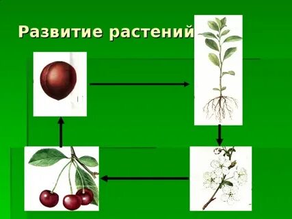Какое развитие у растений