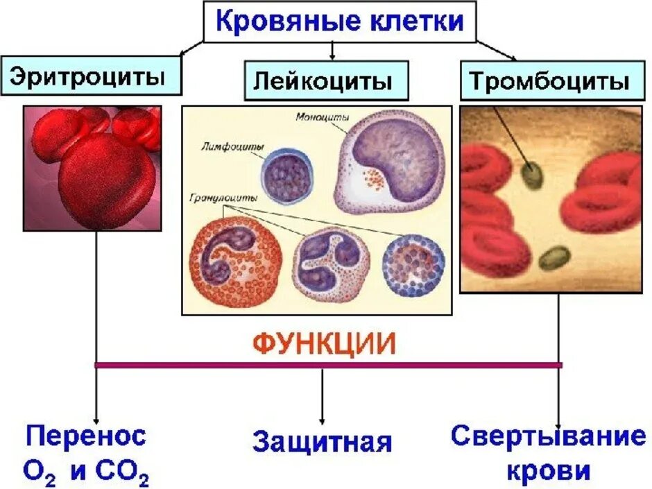 Кровь строение рисунок. Схема эритроцитов лейкоцитов тромбоцитов. Эритроциты лейкоциты тромбоциты рисунок. Рисунок клеток крови ,эритроциты тромбоциты. Клетки крови эритроциты лейкоциты тромбоциты рисунок.