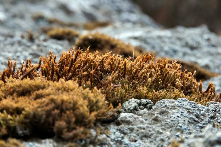 Лишайниковая пустыня. Мох в пустыне. Кварц лишайник. Мхи и лишайники арктических пустынь. Мхи лишайники полярный мак.